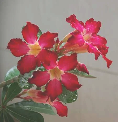 沙漠玫瑰的功效与作用：药用功效，作用