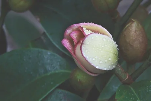 含笑花花语以及寓意传说是什么 原来含笑花是这样子的