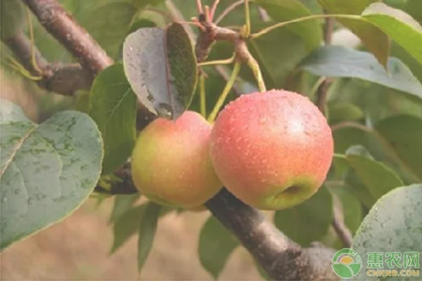 南果梨种植前景怎样？为什么有酒香味？（附种植技术）