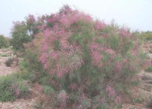 沙漠适合种什么树 沙漠中适合栽哪些树木