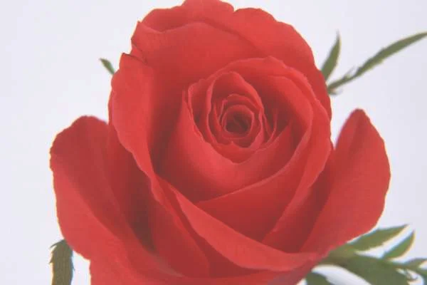 玫瑰花夏天应该避热吗