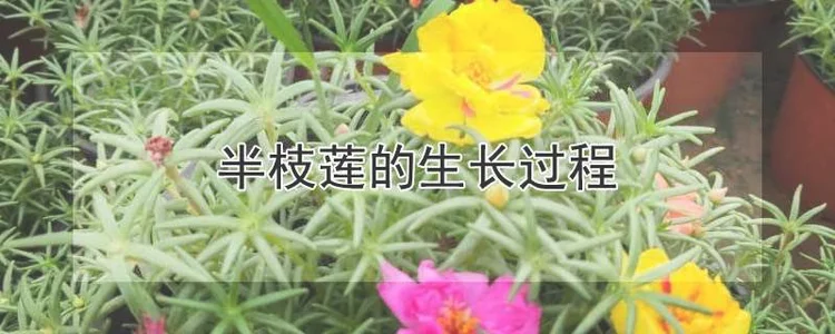 半枝莲怎么生长