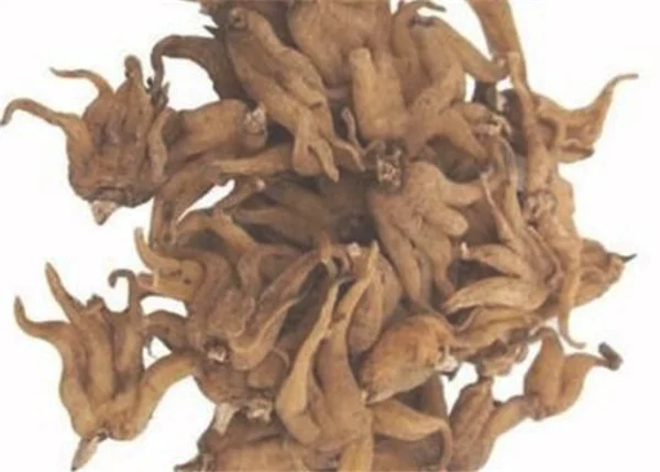 佛手参多少钱一斤 佛手参种植技术