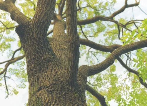 樟树的生长习性特点和生长环境条件