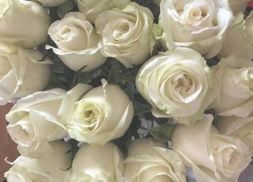 13朵玫瑰代表什么花语