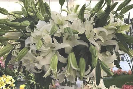 水养百合花技巧与方法