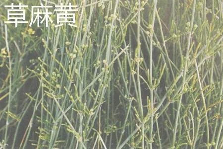 草麻黄和木贼的区别：茎干区别，叶子区别