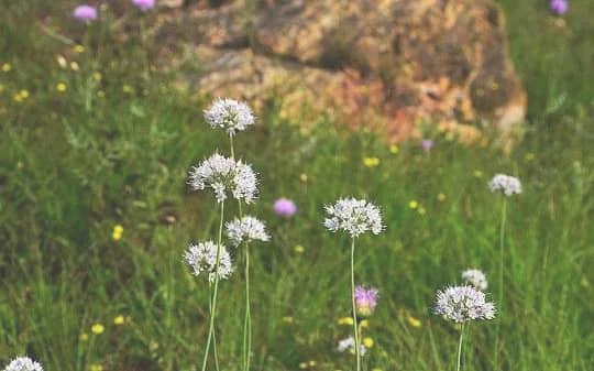 野葱花的价格 野葱花的价值