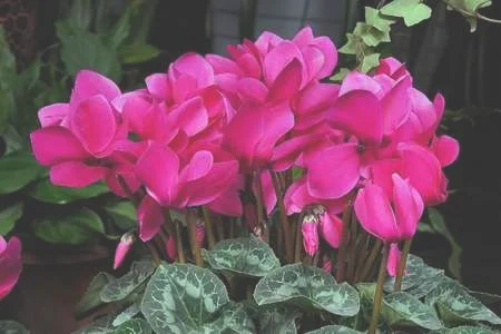懂花春节就选这“4种”，盆盆“花苞”冒，家里成花园
