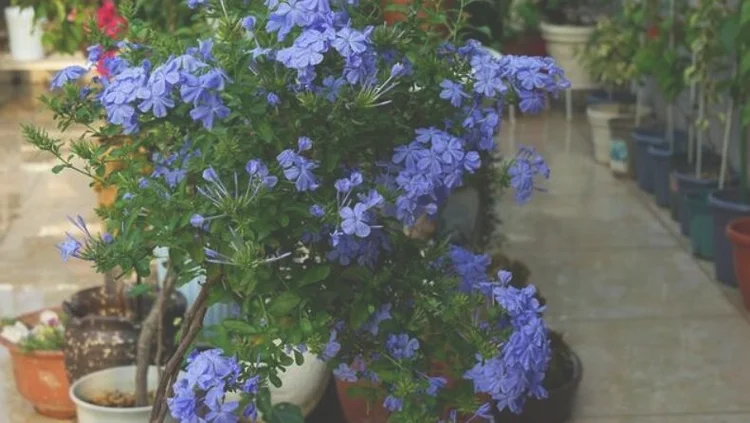 盆栽蓝雪花怎么养护？