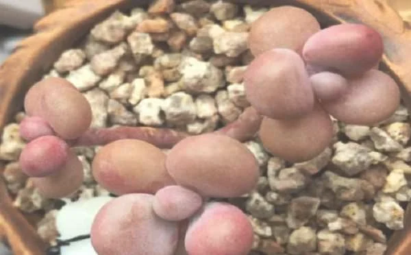 多肉桃蛋如何快速成长
