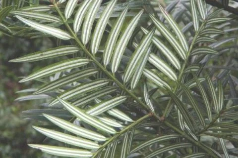 银衫是什么植物