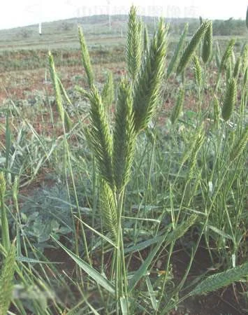 冰草怎么种植？禾本科冰草的种植方法和栽培技术