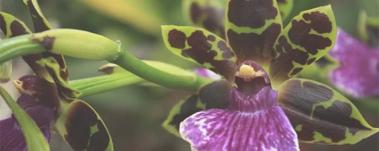 夏天可以买兰花种吗，能种活吗：夏天可以买兰花种吗，夏天种兰花能种活吗