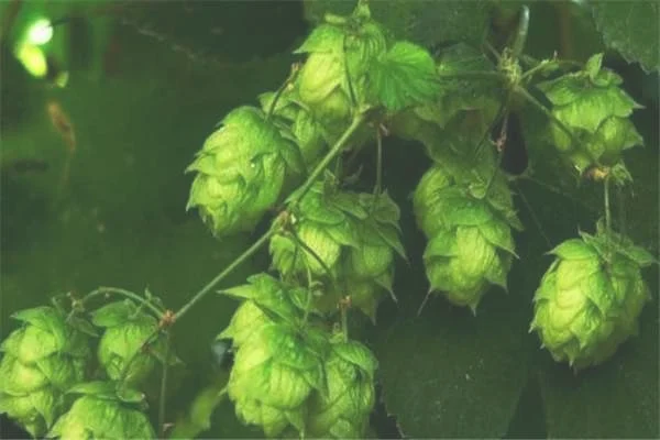 啤酒花的病虫害防治：霜霉病，蜗牛