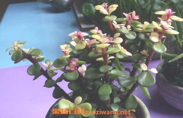 金枝玉叶有什么功效  金枝玉叶的功效与作用