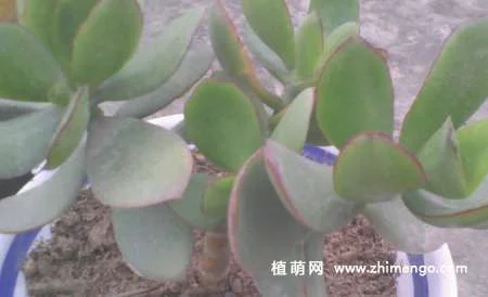 厚脸皮的养殖方法，厚脸皮植物怎么养殖好（经验