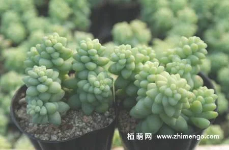 多肉植物新玉缀怎么养，新玉缀的养殖方法