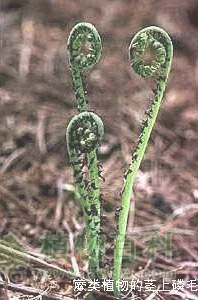 走近蕨类植物