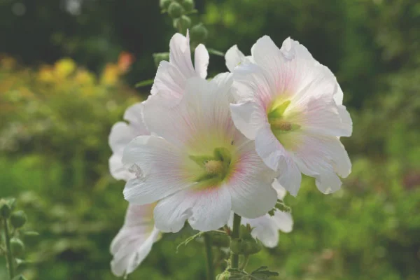 蜀葵花语及象征意义