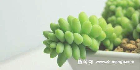 多肉植物新玉缀怎么养，新玉缀的养殖方法