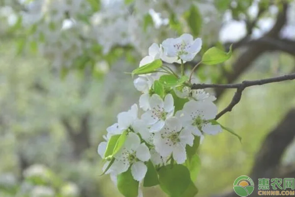 梨花是什么季节开的？花期如何养护？