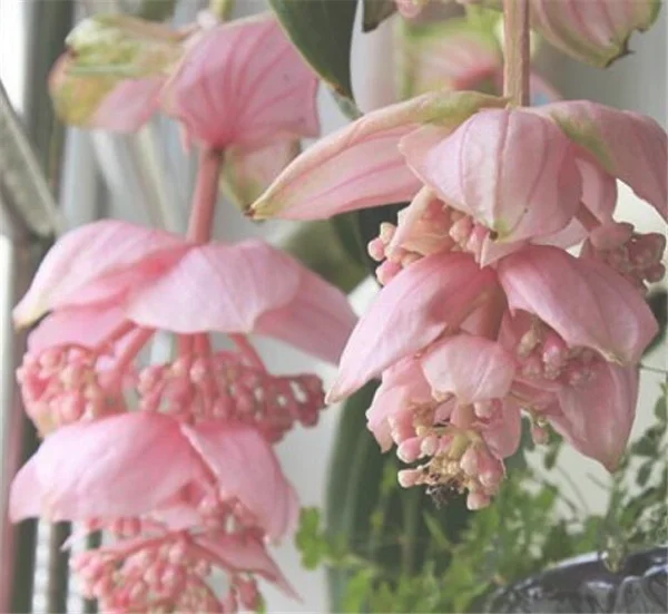 宝莲灯花的寓意和象征 宝莲灯花适合家里养吗