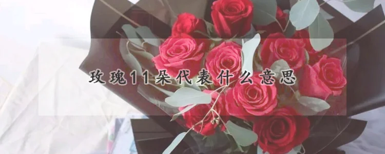 玫瑰11朵代表什么意思