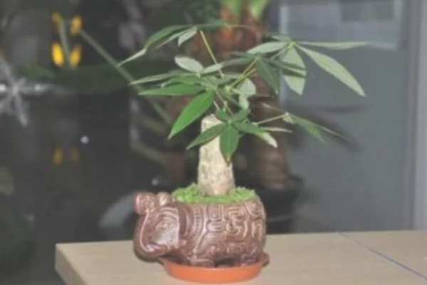 发财树桩怎么发芽