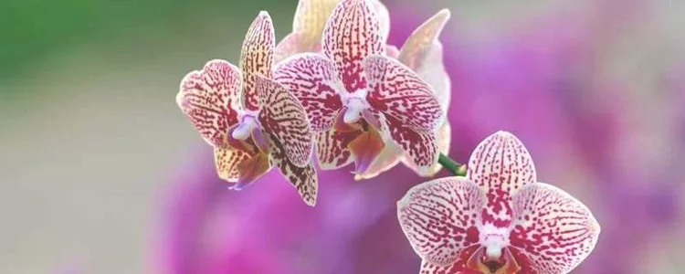 蝴蝶兰花谢了还能养吗：还能养吗，花后养护
