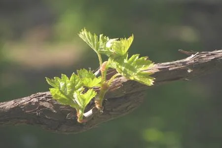 葡萄树挂果后怎么管理