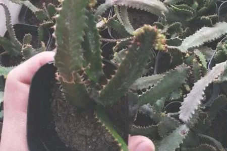 飞龙换盆时间：换盆时间，注意事项