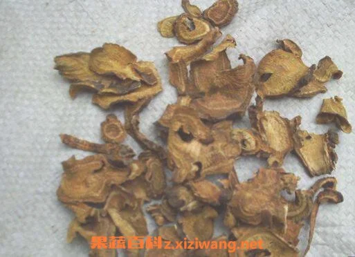 土大黄根的功效与作用