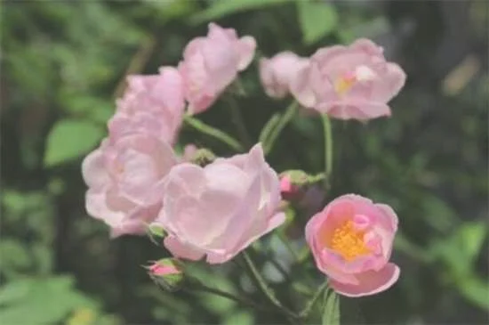 缫丝花的病虫害及其防治，白粉病需清洗植株洒药防治：缫丝花的病害及其防治 缫丝花的虫害及其防治