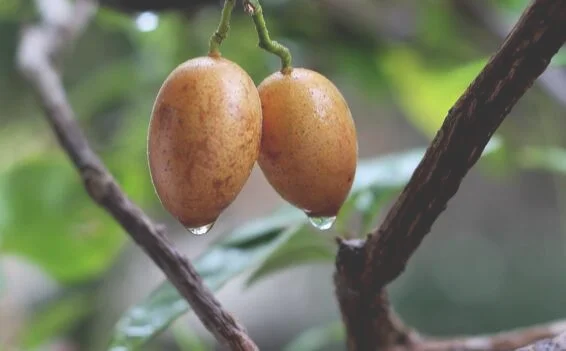 黄皮果怎么吃，教你吃黄皮果的四种方法与食用禁忌