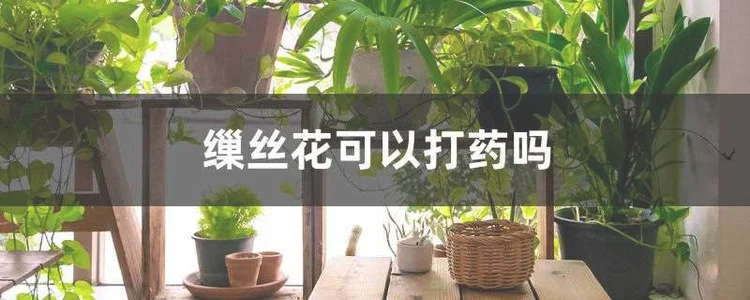 缫丝花可以打药吗