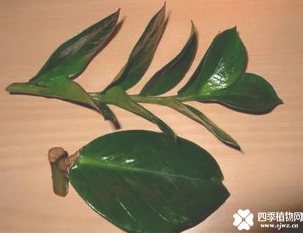 金钱树分株繁殖