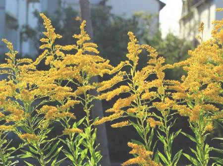 外来入侵植物幸福草(加拿大一枝黄花)的危害