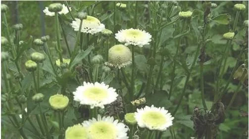 上海率先培育出非洲菊新品种 市场销售供不应求