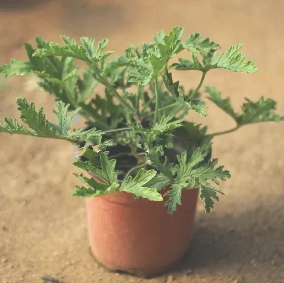 驱蚊草的生长过程及管理叶子发黄怎么办