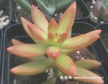铭月多肉怎么养，6种养护方法