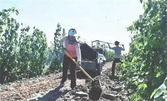 磷肥怎样使用才是正确的 磷肥的使用方法