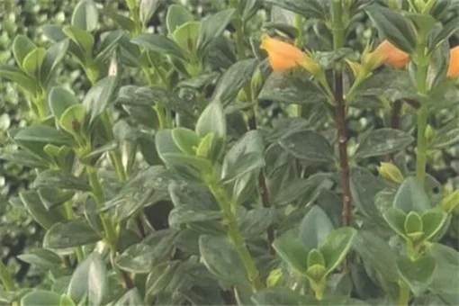 观赏性花卉金鱼草的花语和寓意是什么？栽培技术有哪些？