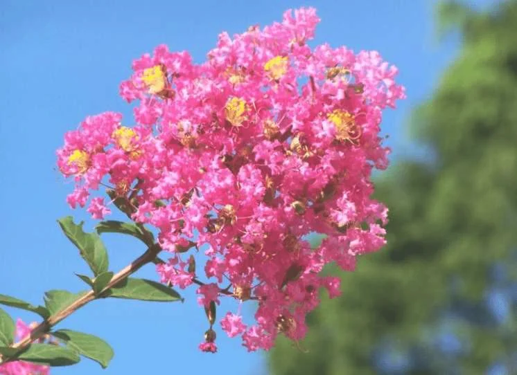 紫薇花花语 关于紫薇花的传说