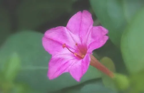 紫茉莉的作用！这些作用你都知道吗？