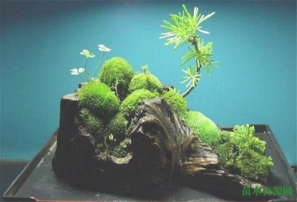 苔藓最快繁殖方法 苔藓盆景怎么养