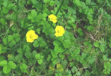 草本植物名称及图片——蛇含委陵菜(蛇含)