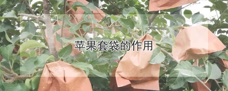 苹果套袋的作用