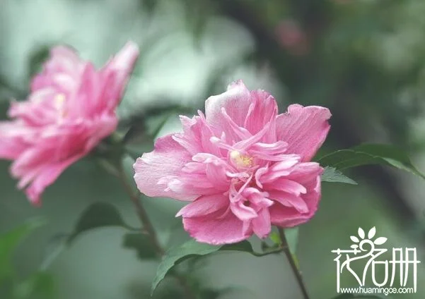 北方适合养什么花 适合北方种植的花卉(10种超耐寒花卉)