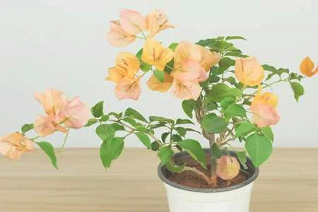 三角梅开花时间是什么时候，为什么不开花